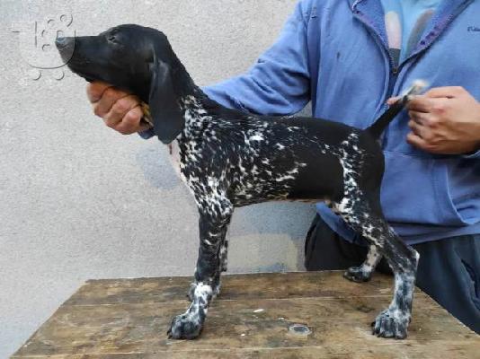 German Wirehaired Pointer, κουτάβια